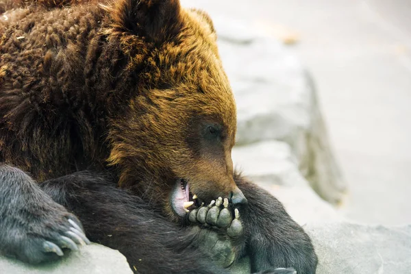 Urso marrom filhote brincando e rolando na água — Fotografia de Stock