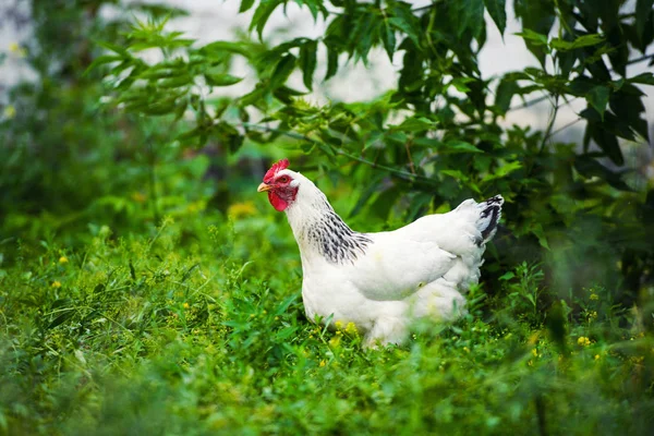 Bir çiftlikte tavuk — Stok fotoğraf