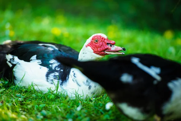 Canard sur une prairie verte — Photo