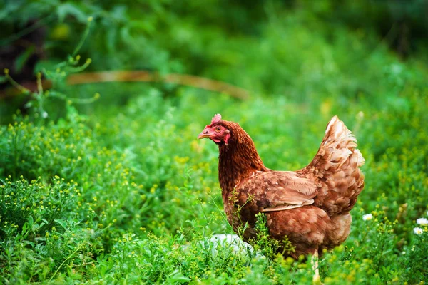 Bir çiftlikte tavuk — Stok fotoğraf