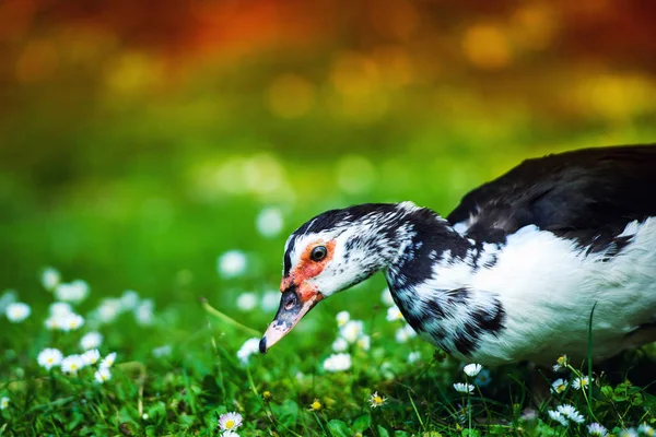 Eenden — Stockfoto