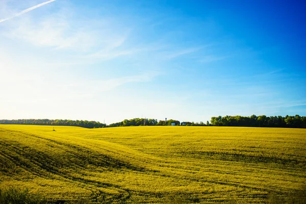 Champ de colza jaune contre le ciel bleu — Photo