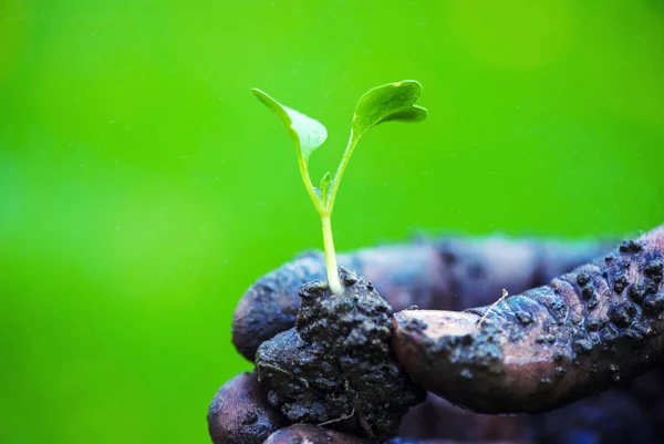 Mãos de jardineiro preparando o solo para a planta cultivada de sementes no solo — Fotografia de Stock