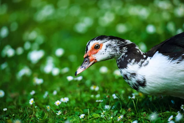 Pato em um prado verde com flores — Fotografia de Stock