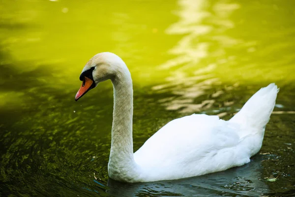 Hermosos cisnes jóvenes en el lago —  Fotos de Stock