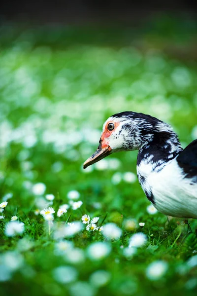 Duck on a green meadow — Stock Photo, Image