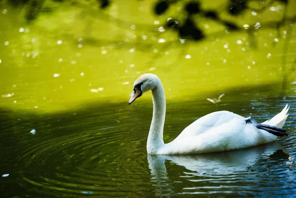 Hermosos cisnes jóvenes en el lago — Foto de Stock