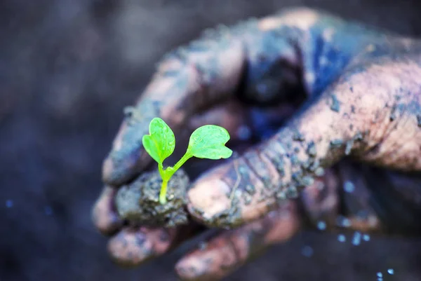 Mãos de jardineiro preparando o solo para a planta cultivada de sementes no solo — Fotografia de Stock