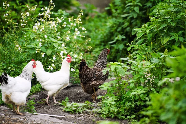 Portrait Poule Plein Air — Photo