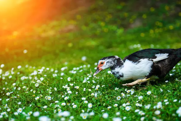 Canard sur une prairie verte = — Photo