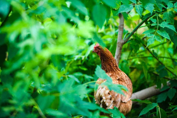 Frango em uma fazenda — Fotografia de Stock