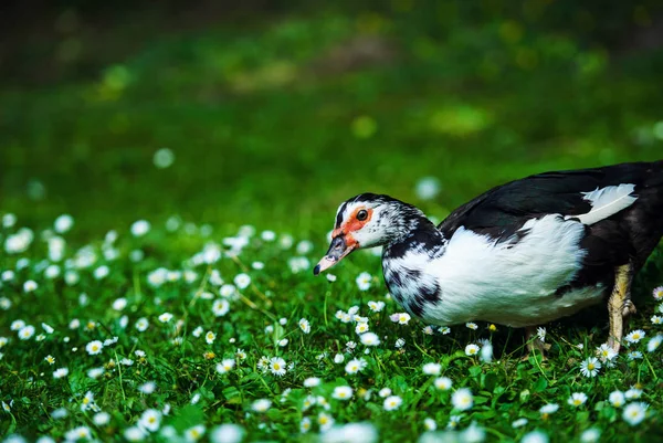 Pato em um prado verde — Fotografia de Stock