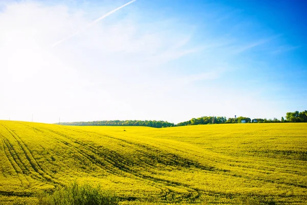 Champ de colza jaune contre le ciel bleu — Photo