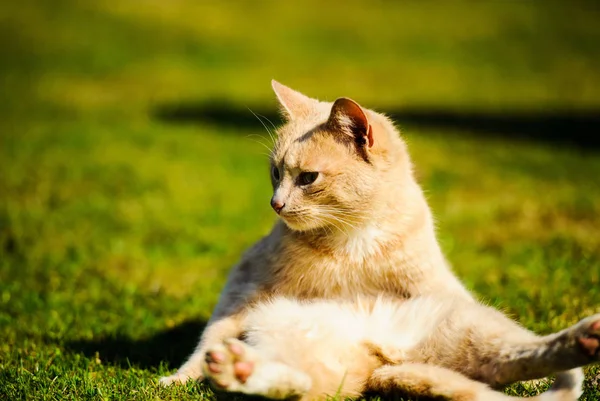 Cute Cat Selective Focus — Stock Photo, Image