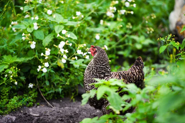 Frango em uma fazenda — Fotografia de Stock