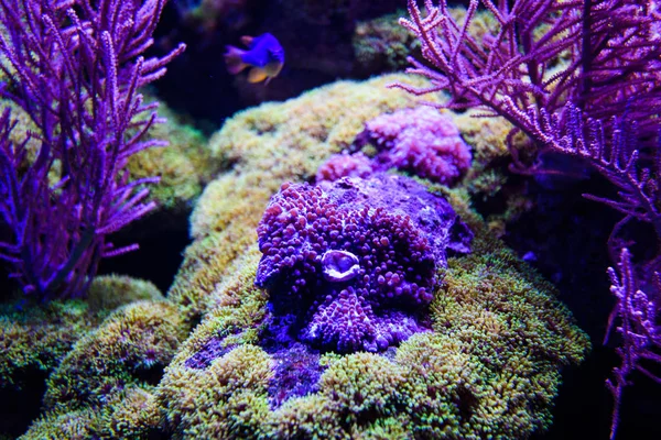 珊瑚与 tropica 精彩、 美丽的海底世界 — 图库照片