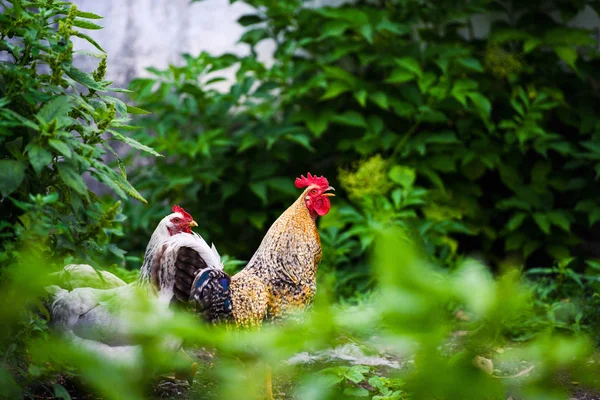 Chicken on a farm — Stock Photo, Image