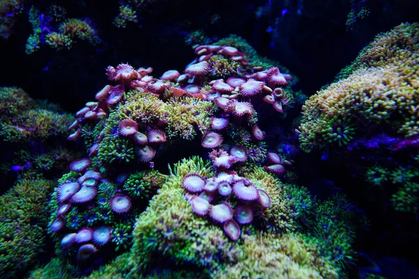 Nádherný a krásný podmořský svět s korály a tropica — Stock fotografie