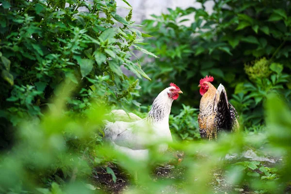 Chicken on a farm — Stock Photo, Image