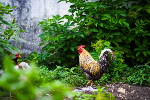 Chicken on a farm — Stock Photo, Image