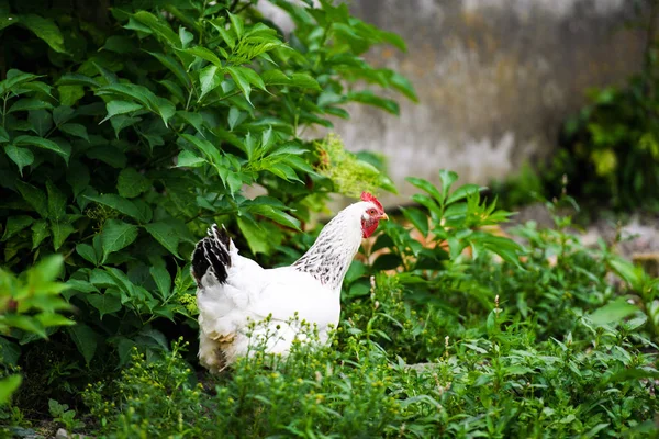 Bir çiftlikte tavuk — Stok fotoğraf