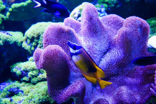 珊瑚与 tropica 精彩、 美丽的海底世界 — 图库照片