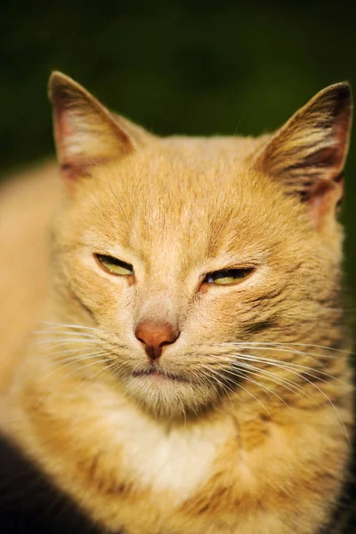 Gato Bonito Foco Seletivo — Fotografia de Stock