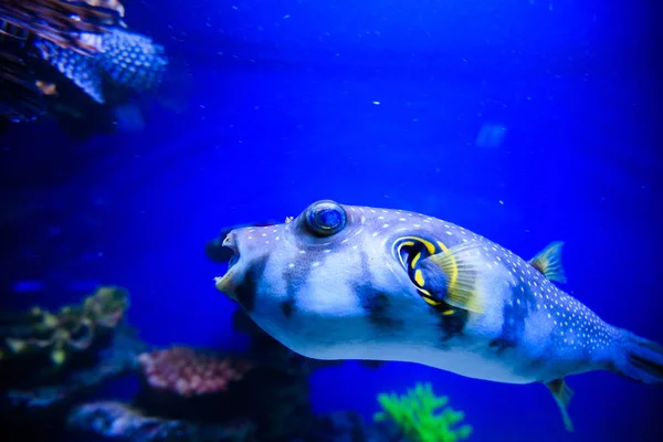 Wonderful and beautiful underwater world with corals and tropica — Stock Photo, Image