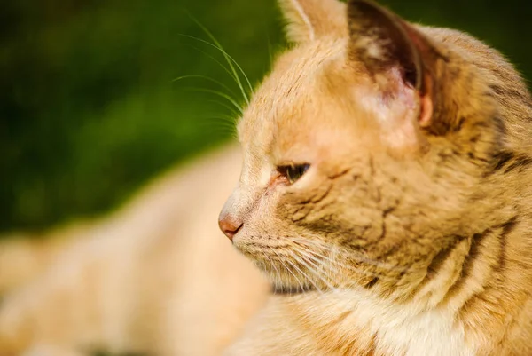 Niedliche Katze Selektiver Fokus — Stockfoto