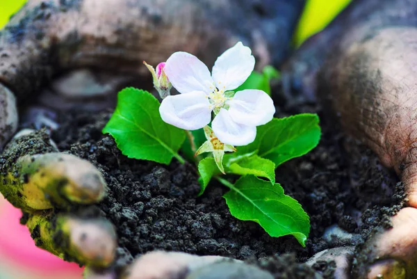 Main de fermier tenant une jeune plante fraîche avec des fleurs. Symbole de n — Photo