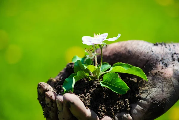 Mão de agricultor segurando uma planta jovem fresca com flor. Símbolo de n — Fotografia de Stock