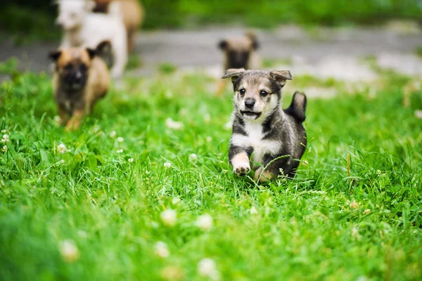 Schattig puppy op groen gras — Stockfoto
