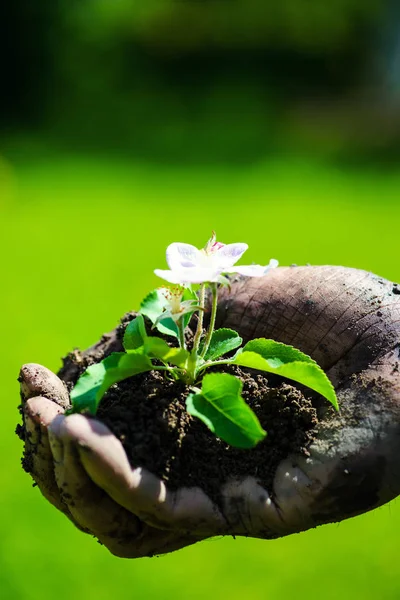 Mão de agricultor segurando uma planta jovem fresca com flor. Símbolo de n — Fotografia de Stock