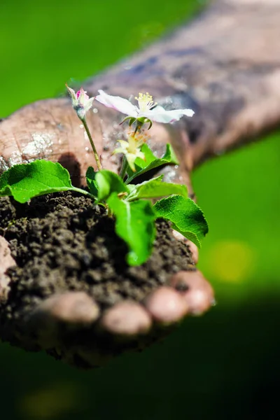 Mão de agricultor segurando uma planta jovem fresca com flor. Símbolo de n — Fotografia de Stock