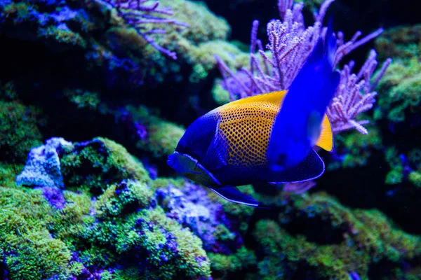 Nádherný a krásný podmořský svět s korály a tropica — Stock fotografie