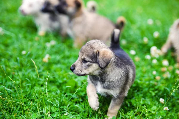 Cachorrinho bonito na grama verde — Fotografia de Stock