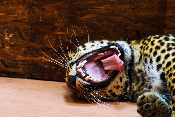 Leopardo, foto de close-up — Fotografia de Stock