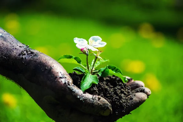 Mão de agricultor segurando uma planta jovem fresca com flor. Símbolo de n — Fotografia de Stock