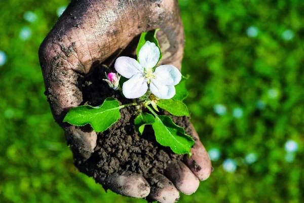 Mão de agricultor segurando uma planta jovem fresca com flor. Símbolo de n — Fotografia de Stock