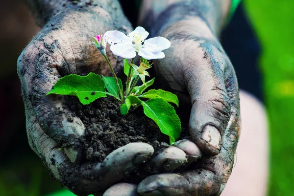 Mão de agricultor segurando uma planta jovem fresca com flor. Símbolo de n — Fotografia de Stock