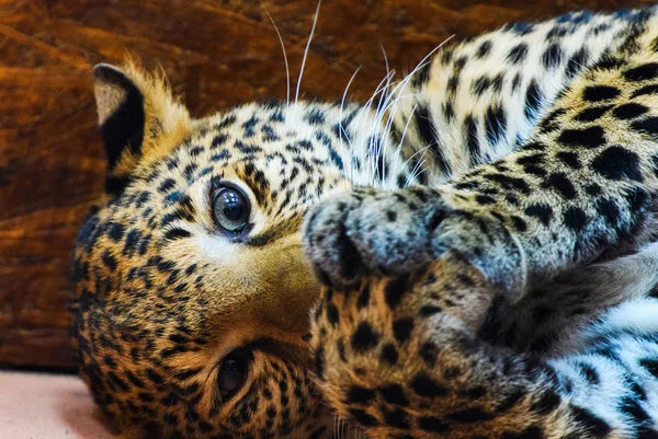 Velmi roztomilý leopard — Stock fotografie