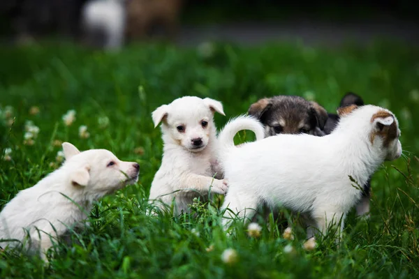 Cute puppy on green grass — Stock Photo, Image