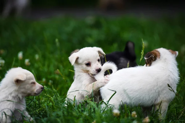 Cute puppy on green grass — Stock Photo, Image