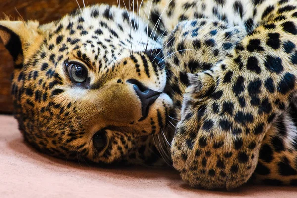 Leopard, close-up photo — Stock Photo, Image