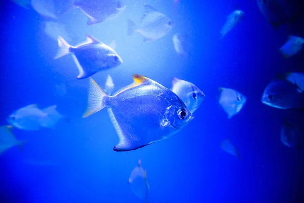 Wonderful and beautiful underwater world with corals and tropica — Stock Photo, Image