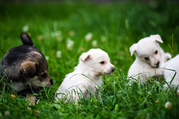 Schattig puppy op groen gras — Stockfoto