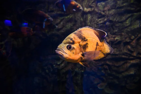 Wunderschöne Unterwasserwelt mit Korallen und Tropen — Stockfoto