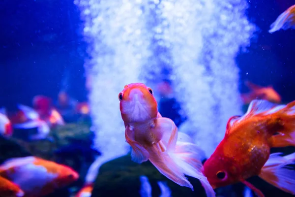 サンゴとトロの素晴れらしい、美しい水中世界 — ストック写真