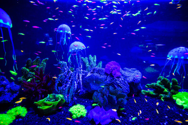 Wonderful and beautiful underwater world with corals and tropica