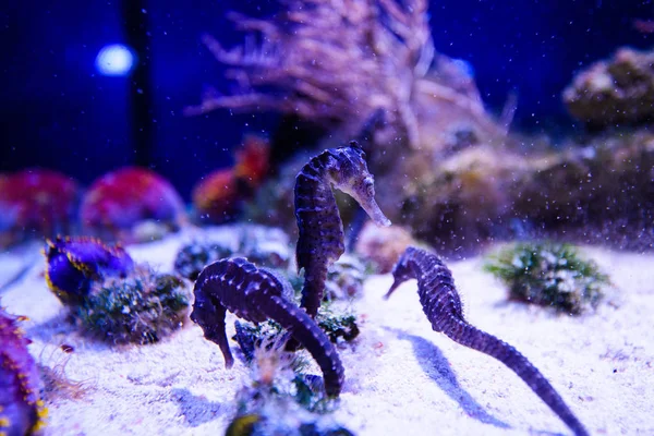 Seahorse κολύμπι σε πολύχρωμες κοραλλιογενείς υφάλους — Φωτογραφία Αρχείου